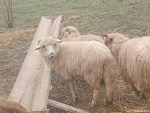 mielute si iede - imagine 2