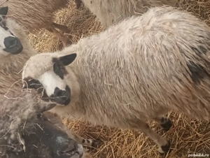 mielute si iede - imagine 3