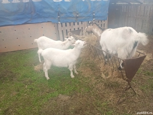 mielute si iede - imagine 5