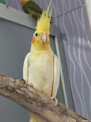 Nimfa frumoasă URGENT - imagine 3