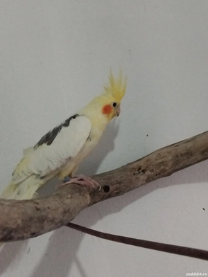 Nimfa frumoasă URGENT - imagine 4