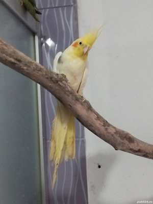 Nimfa frumoasă URGENT - imagine 5