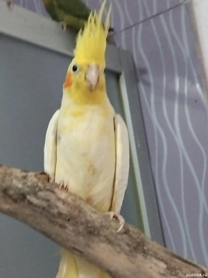 Nimfa frumoasă URGENT - imagine 2