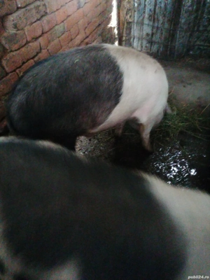 De vânzare masculi și o purcea  - imagine 3