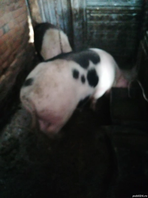 De vânzare masculi și o purcea  - imagine 2