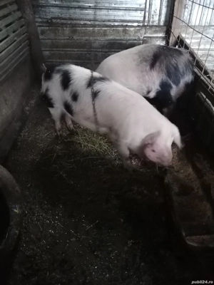 De vânzare masculi și o purcea  - imagine 5