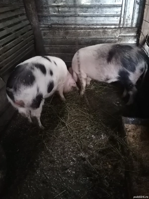 De vânzare masculi și o purcea  - imagine 4