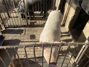 Porci de vânzare!!!