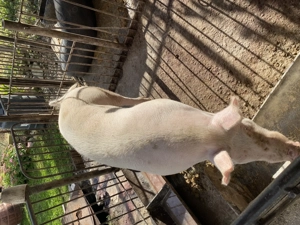 Porci de vânzare!!! - imagine 3