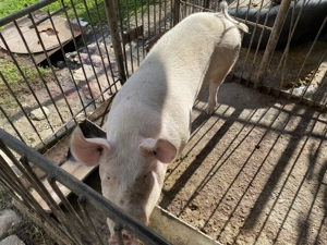 Porci de vânzare!!! - imagine 4