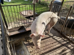 Porci de vânzare!!! - imagine 5