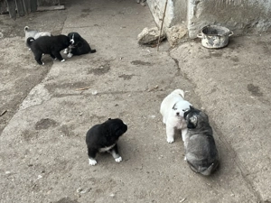 Catei de Asia Centrală  - imagine 2