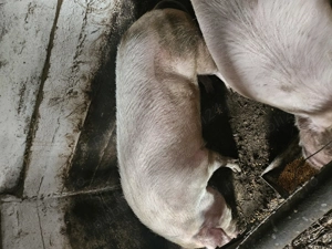 Porci de vanzare   - imagine 3