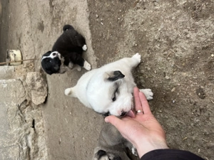 Catei de Asia Centrală  - imagine 5