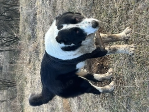 Catei de Asia Centrală  - imagine 4