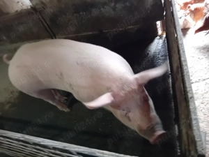 Porci de carne pentru sacrificat petrean și landras pana în 130 kg 
