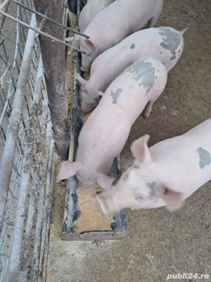 Vand purcei de 4 luni - imagine 4