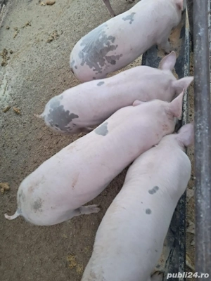 Vand purcei de 4 luni - imagine 2