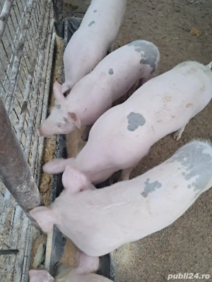 Vand purcei de 4 luni - imagine 3