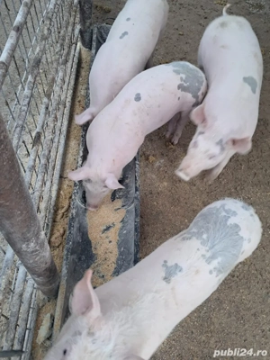 Vand purcei de 4 luni