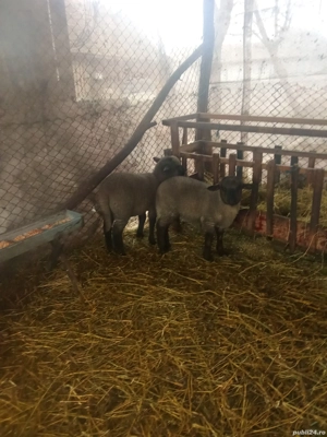 vand miei  - imagine 4