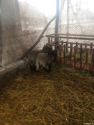 vand miei  - imagine 3