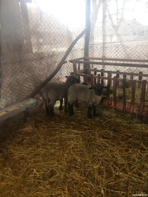 vand miei  - imagine 2