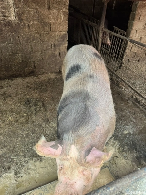 vând porc  - imagine 2