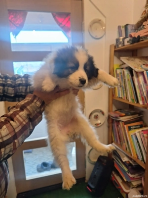 Vand caine Ciobanesc de Bucovina - imagine 2