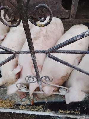 Vând Purcei șoldani 