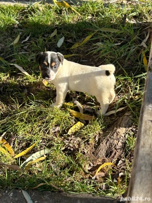 Catelusi Jack Russell - imagine 4