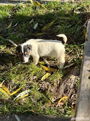 Catelusi Jack Russell - imagine 3