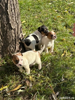 Catelusi Jack Russell - imagine 5