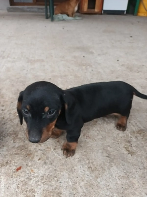 vând cățel tekel! - imagine 2