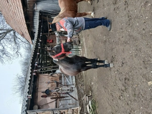 Vand manza de 9 luni - imagine 4