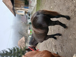 Vand manza de 9 luni - imagine 3