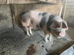 Vând porc în jur de 210-220kg - imagine 10