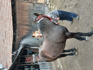 Vand manza de 9 luni - imagine 2