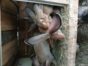 vând iepuri uriaș german  - imagine 4