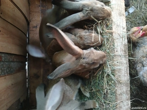 vând iepuri uriaș german  - imagine 2