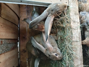 vând iepuri uriaș german  - imagine 3