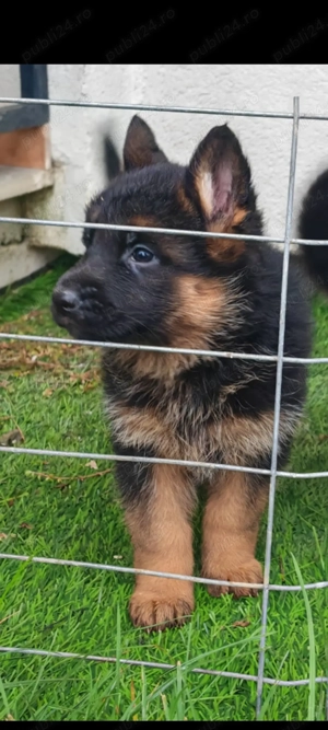 Catei ciobanesc german - imagine 3