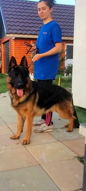 Catei ciobanesc german - imagine 4