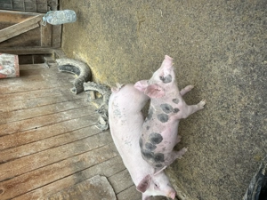 Vând purcei de carne  - imagine 3