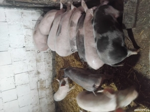 soldani de vanzare de la40 de kg la 35kg  - imagine 3