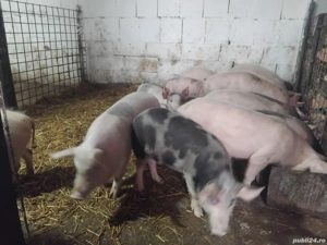 soldani de vanzare de la40 de kg la 35kg  - imagine 2