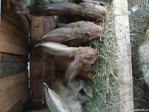 vând iepuri uriaș german  - imagine 5