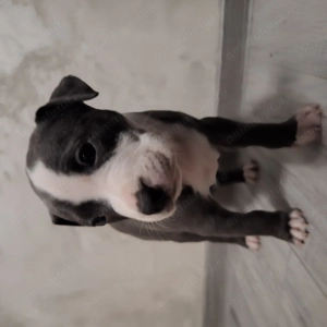 Vand pui Amstaff - imagine 2