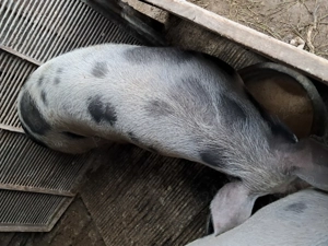 Vând porci - imagine 3