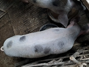 Vând porci - imagine 2